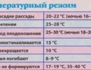 Посадка томатов в открытый грунт